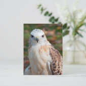 Red Schwanz Hawk Closeup Postkarte (Stehend Vorderseite)