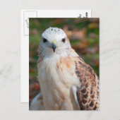 Red Schwanz Hawk Closeup Postkarte (Vorne/Hinten)