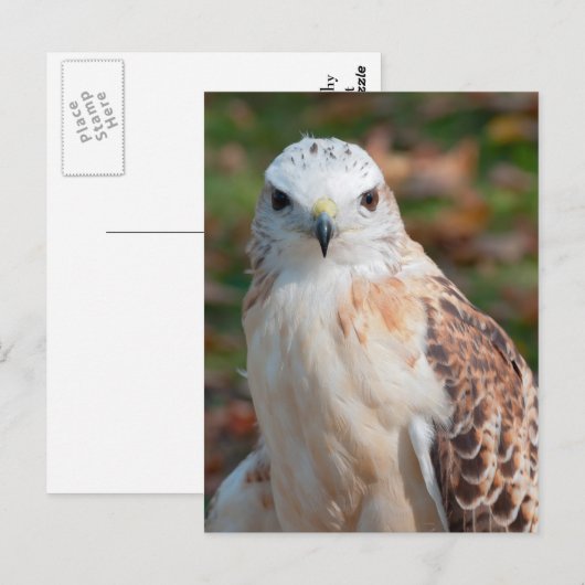 Red Schwanz Hawk Closeup Postkarte (Vorne/Hinten)