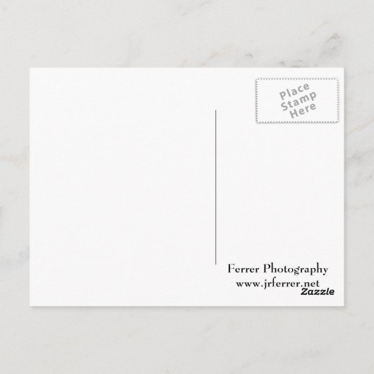 Red Schwanz Hawk Closeup Postkarte (Rückseite)