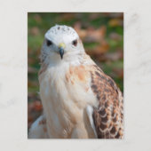 Red Schwanz Hawk Closeup Postkarte (Vorderseite)