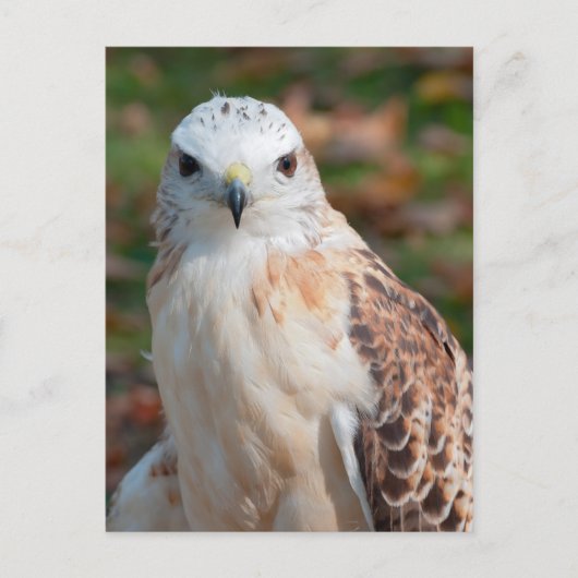 Red Schwanz Hawk Closeup Postkarte (Vorderseite)