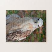 Red Schwanz Hawk Closeup Puzzle (Horizontal)