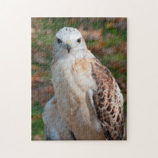 Red Schwanz Hawk Closeup Puzzle