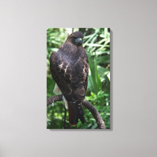 Red Schwanz Hawk Fotografie Wrapped Canvas Leinwanddruck