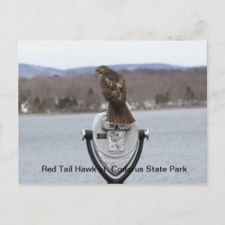 Red Schwanz Hawk im Codorus Staat Park Postkarte