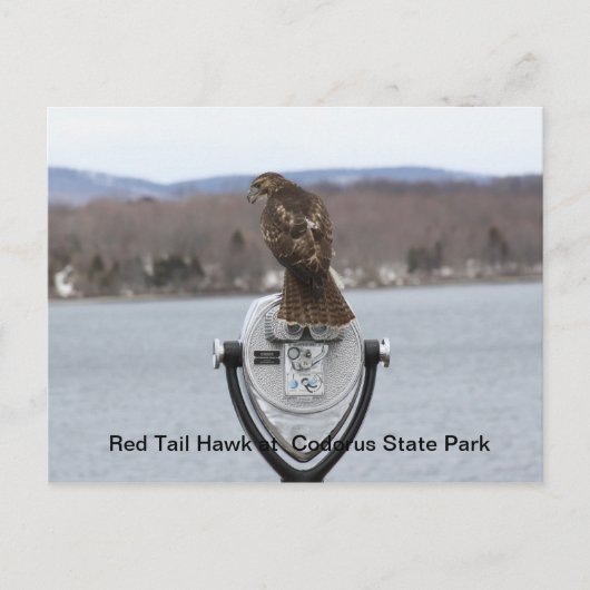 Red Schwanz Hawk im Codorus Staat Park Postkarte (Vorderseite)