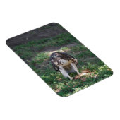 Red Schwanz Hawk Magnet (Rechte Seite)