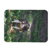 Red Schwanz Hawk Magnet (Horizontal)