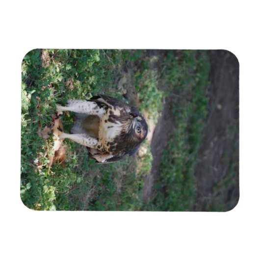 Red Schwanz Hawk Magnet (Horizontal)