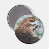 Red-Schwanz Hawk Magnet (Vorderseite/Rückseite)