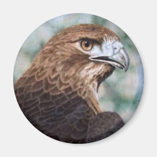 Red-Schwanz Hawk Magnet (Vorne)