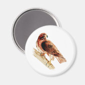 Red Schwanz Hawk Magnet (Vorderseite/Rückseite)