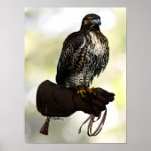 Red-Schwanz Hawk on Glove Poster (Vorne)