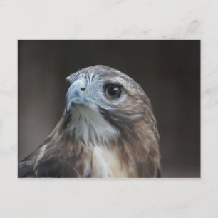 Red Schwanz Hawk Postcard Postkarte