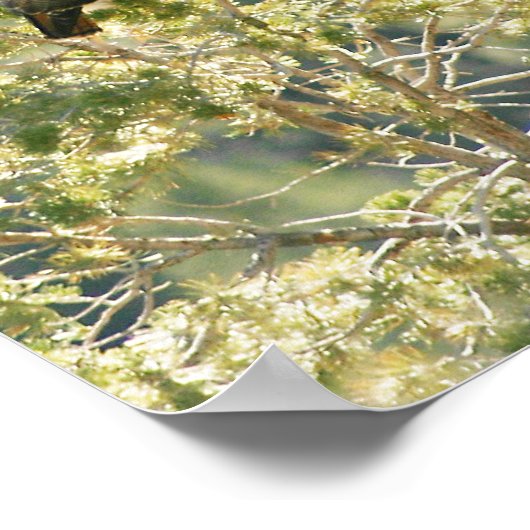 Red-Schwanz Hawk Poster (Ecke)