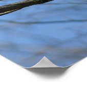 Red-Schwanz Hawk Poster (Ecke)