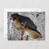 Red Schwanz Hawk Postkarte (Vorne/Hinten)
