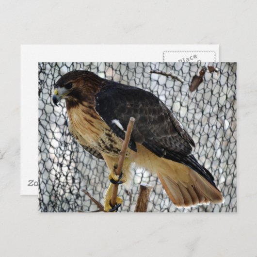 Red Schwanz Hawk Postkarte (Vorne/Hinten)
