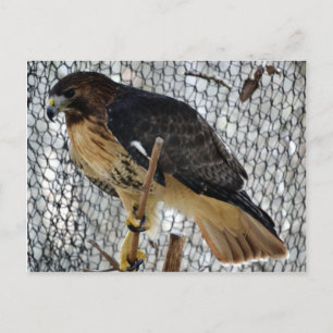 Red Schwanz Hawk Postkarte