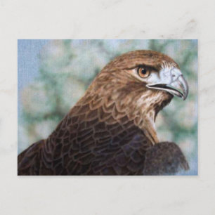 Red-Schwanz-Hawk-Postkarte Postkarte
