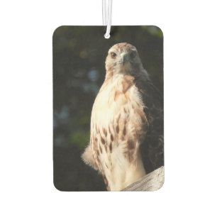 Red Schwanz Hawk Stare Down Autolufterfrischer