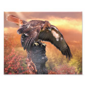 RED SCHWANZ HAWK TOUCHDOWN FOTODRUCK (Vorne)