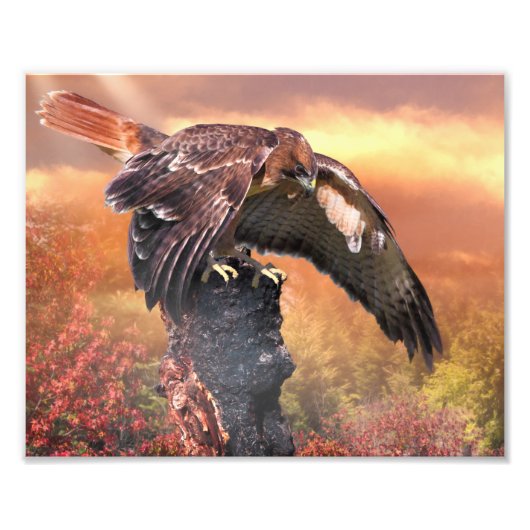 RED SCHWANZ HAWK TOUCHDOWN FOTODRUCK (Vorne)