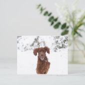 Red Setter Postkarte (Stehend Vorderseite)