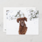 Red Setter Postkarte (Vorne/Hinten)