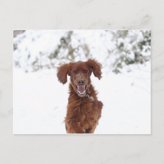 Red Setter Postkarte (Vorderseite)