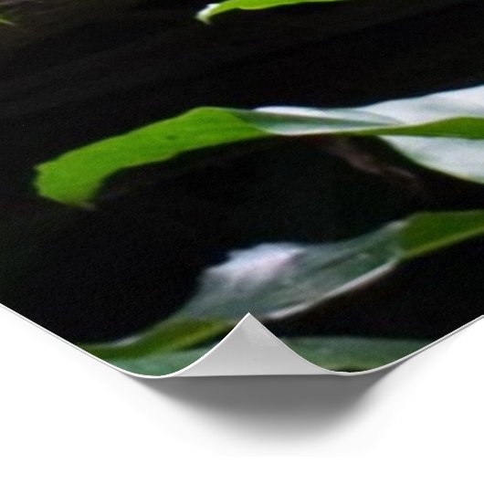 Red Shanked Douc Langur Monkey Poster (Ecke)