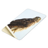 Red Shoulded Hawk Flexible Magnet (Linke Seite)