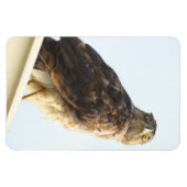 Red Shoulded Hawk Flexible Magnet (Horizontal)