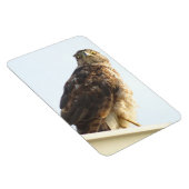 Red Shoulded Hawk Flexible Magnet (Rechte Seite)