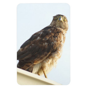 Red Shoulded Hawk Flexible Magnet