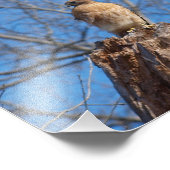 Red Shoulder Hawk Fotodruck (Ecke)