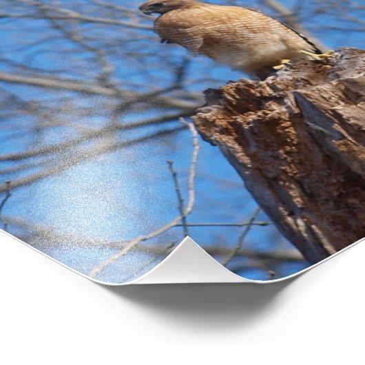Red Shoulder Hawk Fotodruck (Ecke)
