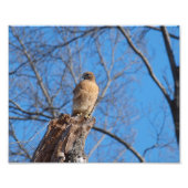 Red Shoulder Hawk Fotodruck (Vorne)