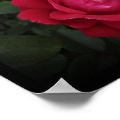 Red Shrub Rose Doppel Knock out Mauer von Stan VG Poster (Ecke)