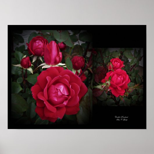 Red Shrub Rose Doppel Knock out Mauer von Stan VG Poster (Vorne)