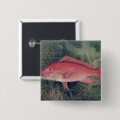 Red Snapper, von "Game Fish the United Staat Button (Vorne & Hinten)