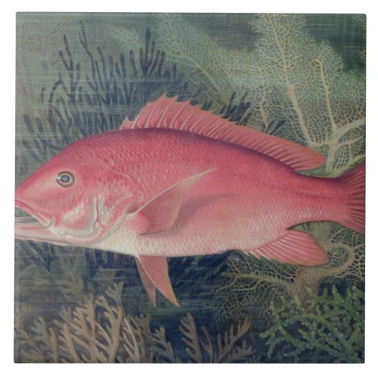 Red Snapper, von "Game Fish the United Staat Fliese (Vorderseite)