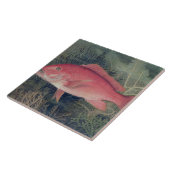 Red Snapper, von "Game Fish the United Staat Fliese (Seite)