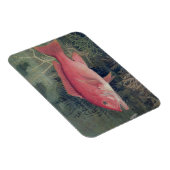 Red Snapper, von "Game Fish the United Staat Magnet (Rechte Seite)