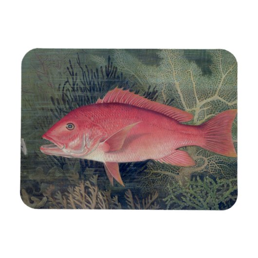 Red Snapper, von "Game Fish the United Staat Magnet (Horizontal)