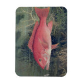 Red Snapper, von "Game Fish the United Staat Magnet (Vertikal)