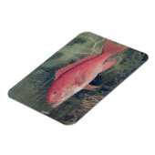 Red Snapper, von "Game Fish the United Staat Magnet (Linke Seite)