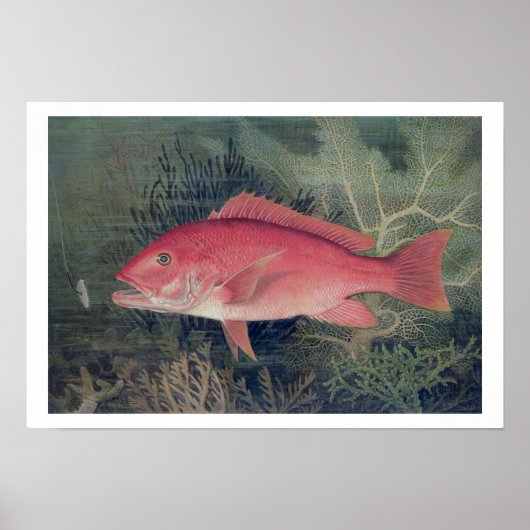 Red Snapper, von "Game Fish the United Staat Poster (Vorne)