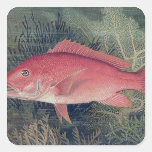 Red Snapper, von "Game Fish the United Staat Quadratischer Aufkleber (Vorderseite)